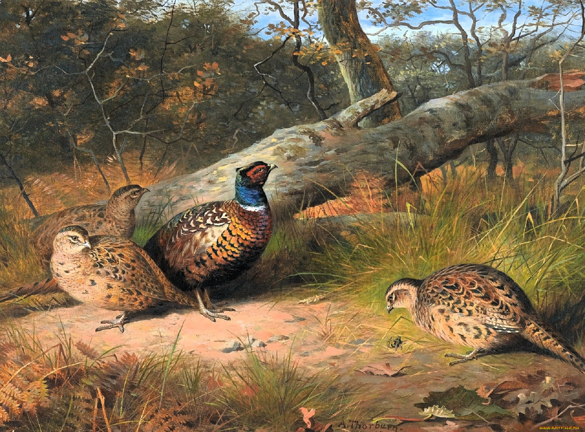, archibald thorburn, , , , 